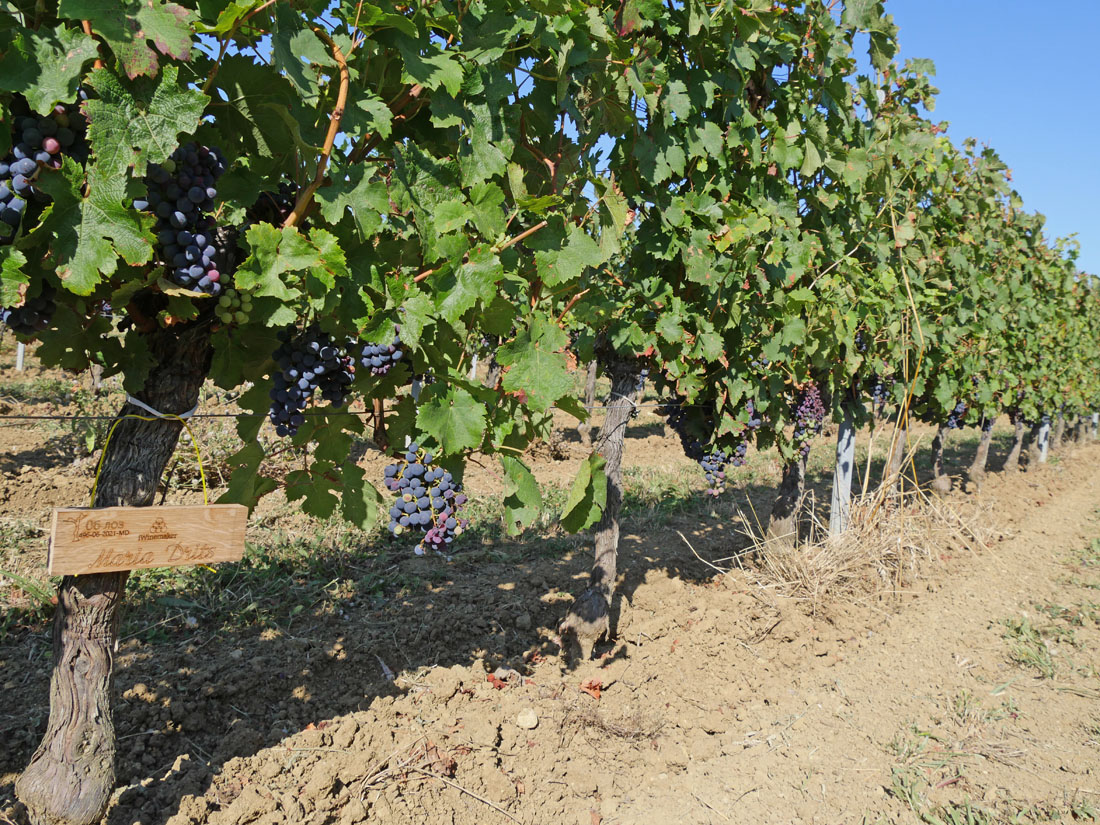 Виноградник на урожай